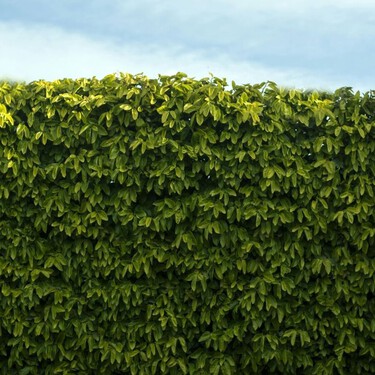 Más resistente y fácil de cuidar: el arbusto que está sustituyendo a los setos clásicos