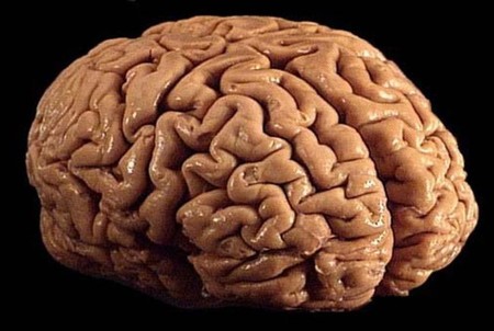 Cortando el cerebro millones de veces en lonchas finísimas… durante veinte años
