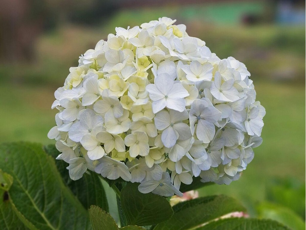Los jardineros coinciden: esto es lo primero que debes hacer cuando las hortensias terminan la floración