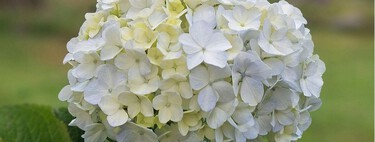 Los jardineros coinciden: esto es lo primero que debes hacer cuando las hortensias terminan la floración 