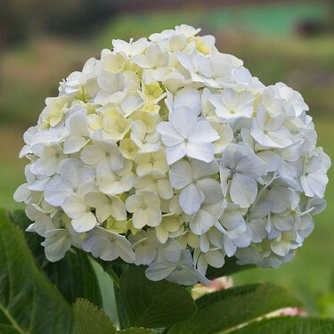 Lo primero que recomiendan hacer los jardineros cuando las hortensias dejan de florecer