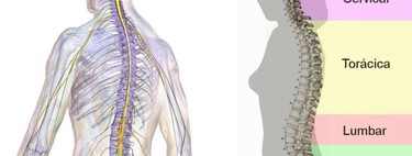 Higiene postural: corrige tu espalda encorvada 