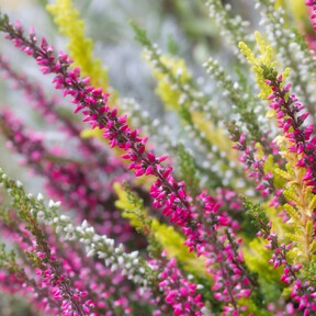 Cinco plantas perennes con flor que harán que tu jardín esté lleno de color en otoño e invierno