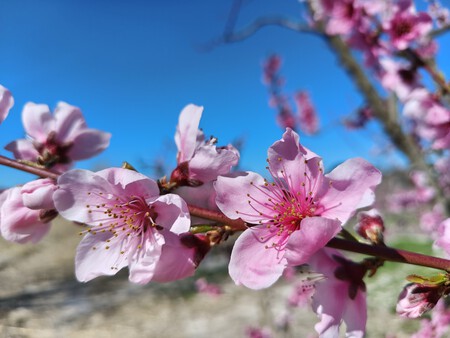Tcl Dia Automatico 12 Mp