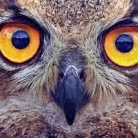 ¿Existe un límite a la hora de controlar a los empleados? Caso Amazon