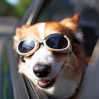 Tesla podría agregar un “Modo Vigilante” y un “Modo Perro” en sus autos muy pronto