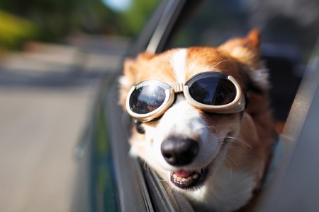 Tesla podría agregar un “Modo Vigilante” y un “Modo Perro” en sus autos muy pronto