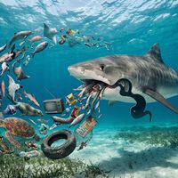 Cientistas abrem o estômago do tubarão mais temido do mundo e descobrem que sua dieta extrema ajuda a salvar os oceanos