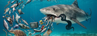 Cientistas abrem o estômago do tubarão mais temido do mundo e descobrem que sua dieta extrema ajuda a salvar os oceanos