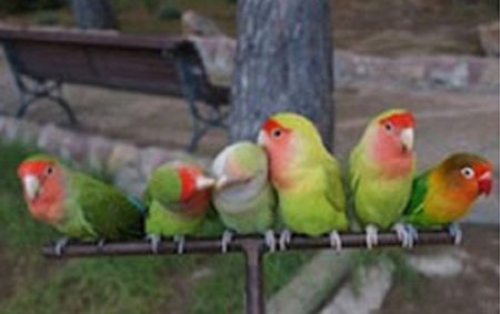 20% en el Lovebirds Show el próximo domingo en Alcobendas
