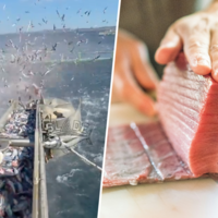 La imagen de la "industrialización" del mar: miles de sardinas azules volcadas sobre una jaula llena de atunes