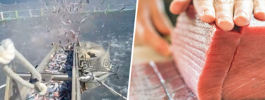 La imagen de la "industrialización" del mar: miles de sardinas azules volcadas sobre una jaula llena de atunes