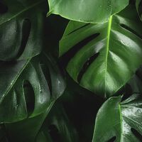 Por quanto tempo as plantas permanecerão na Terra? Uma nova pesquisa sugere até 2 bilhões de anos