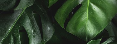Por quanto tempo as plantas permanecerão na Terra? Uma nova pesquisa sugere até 2 bilhões de anos
