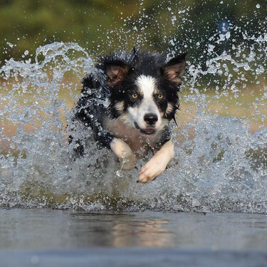 Tu primer verano con un perro: 13 cuidados básicos que te facilitarán mucho la vida 