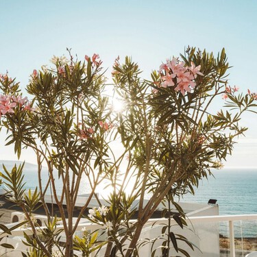 Las plantas que resisten el sol y cambian cualquier terraza con el buen tiempo 
