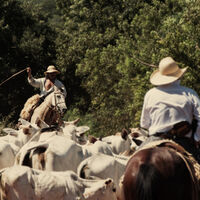 En 1974 Volkswagen compró un rancho en la selva de Brasil. Fue la historia más oscura que arrastra la compañía