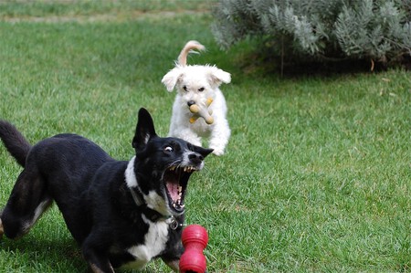 Perro Enriquecimiento Ambiental Juguetes 2