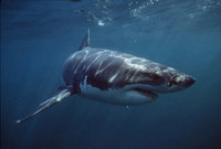 Tiburones en playas de Estados Unidos