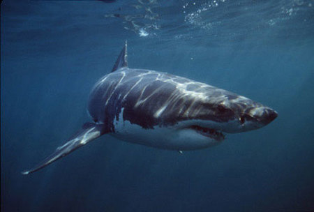 Tiburones en playas de Estados Unidos