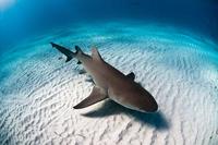 Maldivas declara todas sus aguas marítimas como "reserva de tiburones" 