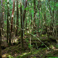 Esses 8 lugares estão entre os mais assombrados do mundo — e 3 estão no Brasil