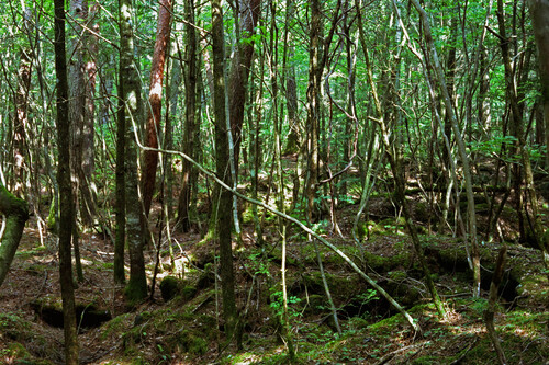 Floresta Aokigahara | Fonte: Getty Images