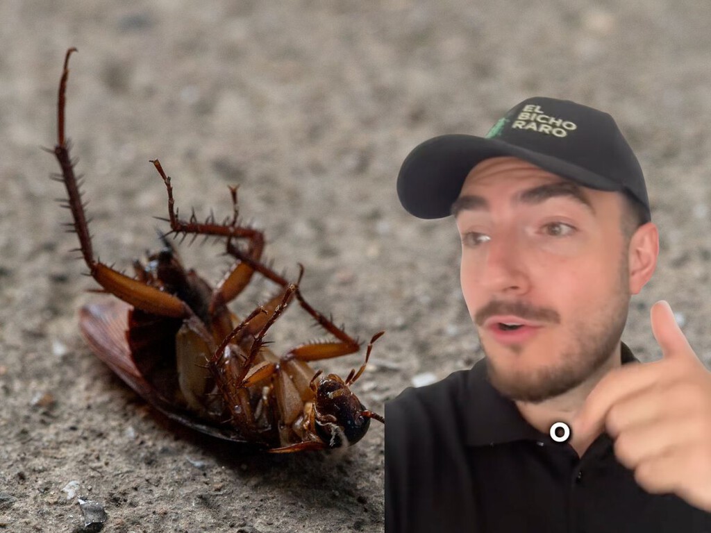 Iván, alias El Bicho Raro, experto en plagas: "El mejor insecticida contra las cucarachas no sirve de nada si antes no haces esto"