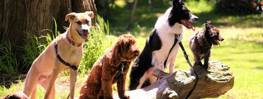 Ya está en vigor: la Ley de Bienestar Animal prohíbe dejar a tu perro suelto en los lugares de acceso público 