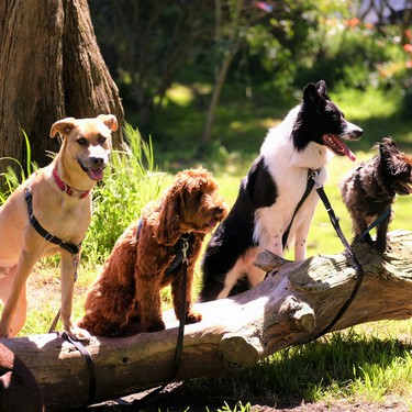 Ya está en vigor: la Ley de Bienestar Animal prohíbe dejar a tu perro suelto en los lugares de acceso público 