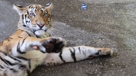 Tigre