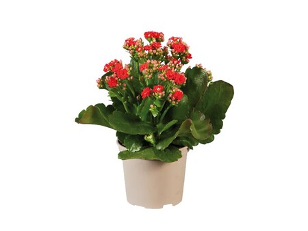 Kalanchoe