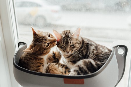 Gatos acicalándose
