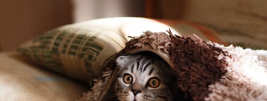 ¿Cómo puedes adelantarte y preparar la casa para la llegada de un nuevo gato? 