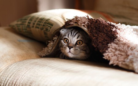Preparar La Casa Llegada Nuevo Gato 1