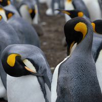 Buscan trabajadores para contar pingüinos en la Antártida por hasta 2.500 euros al mes