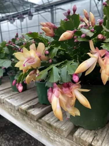 Cactus de Navidad Schlumbergera la Planta Perfecta para los Amantes de la Navidad