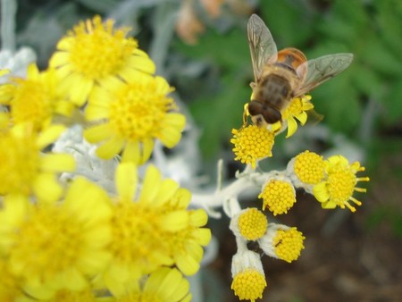 La sabiduría matemática de los insectos