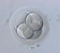 ¿Qué hacer con los embriones congelados sobrantes de un proceso de fecundación in Vitro?