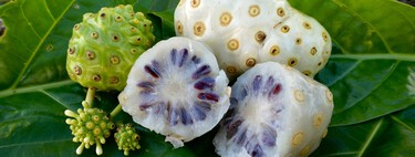 Você pode ter um crime no seu jardim e não sabe: 5 plantas que parecem inofensivas, mas são proibidas por lei 