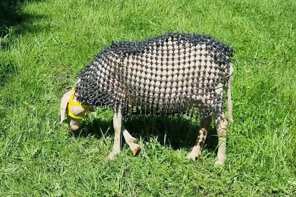 Lo último que esperábamos ver en la "guerra contra el lobo" era esto: ovejas acorazadas 