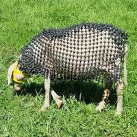 Lo último que esperábamos ver en la "guerra contra el lobo" era esto: ovejas acorazadas 
