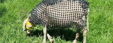 Lo último que esperábamos ver en la "guerra contra el lobo" era esto: ovejas acorazadas