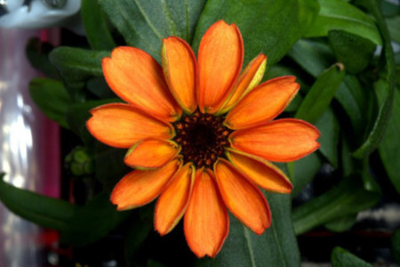 Esta es la primera flor que ha nacido en el espacio
