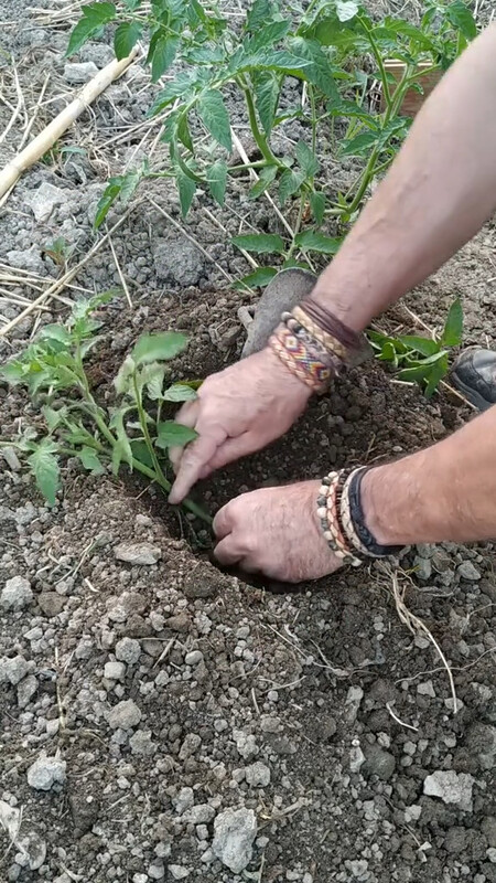 tomatera