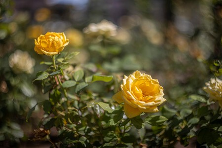Pexels Selimadreamer 34175026