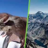 El día que encontraron un mamífero en un lugar imposible: en Los Andes, a casi 7,000 metros de altura 