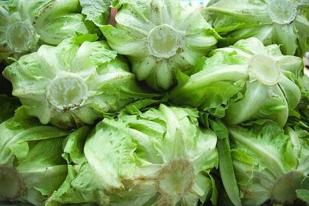 El socialismo del siglo XXI favorece el consumo de la lechuga