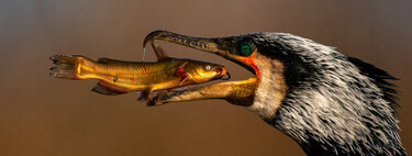 El desayuno de un cormorán y otras espectaculares fotos finalistas del concurso Bird Photographer of the Year 2021