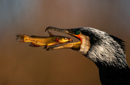 El desayuno de un cormorán y otras espectaculares fotos finalistas del concurso Bird Photographer of the Year 2021